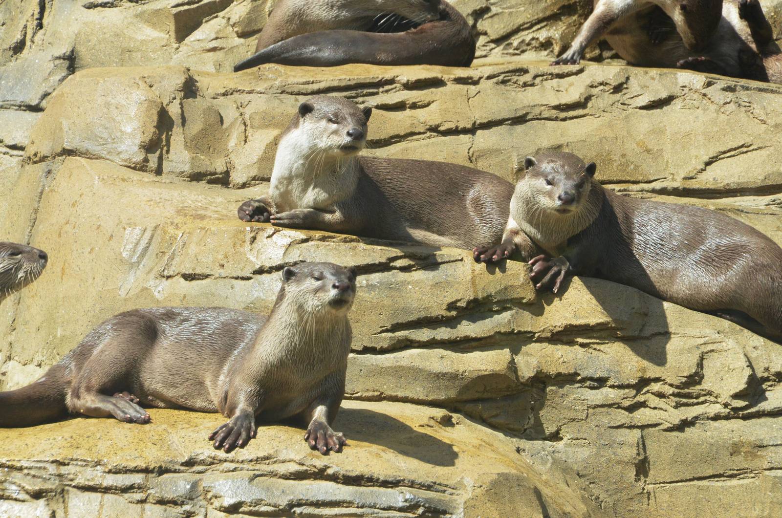 Indochinese Smooth-coated Otters at Colchester, 13/08/16