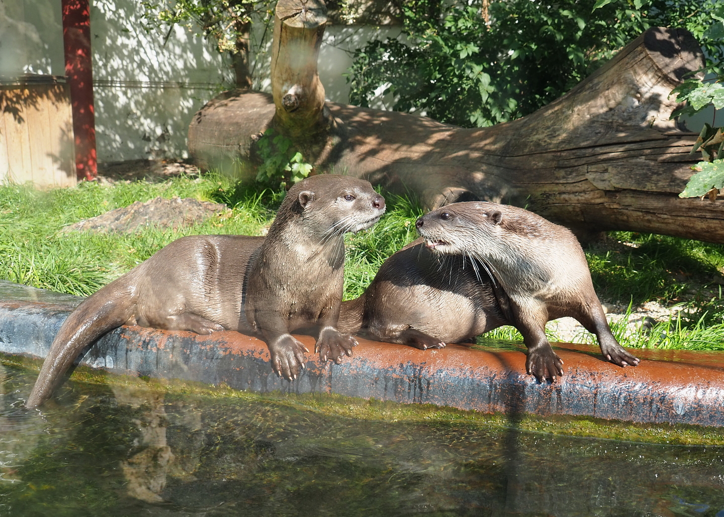 Indochinese smooth-coated otters (Lutrogale perspicillata perspicillata), 2021-09-03
