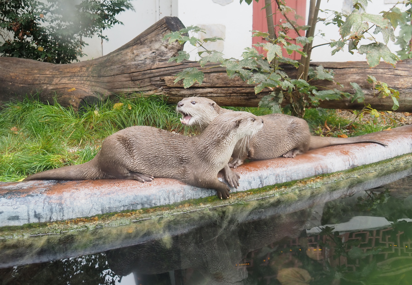 Indochinese smooth-coated otters (Lutrogale perspicillata perspicillata), 2022-09-15