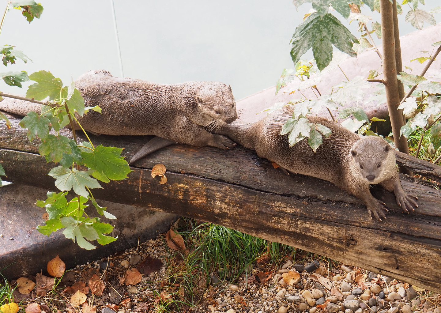 Indochinese smooth-coated otters (Lutrogale perspicillata perspicillata), 2022-09-15