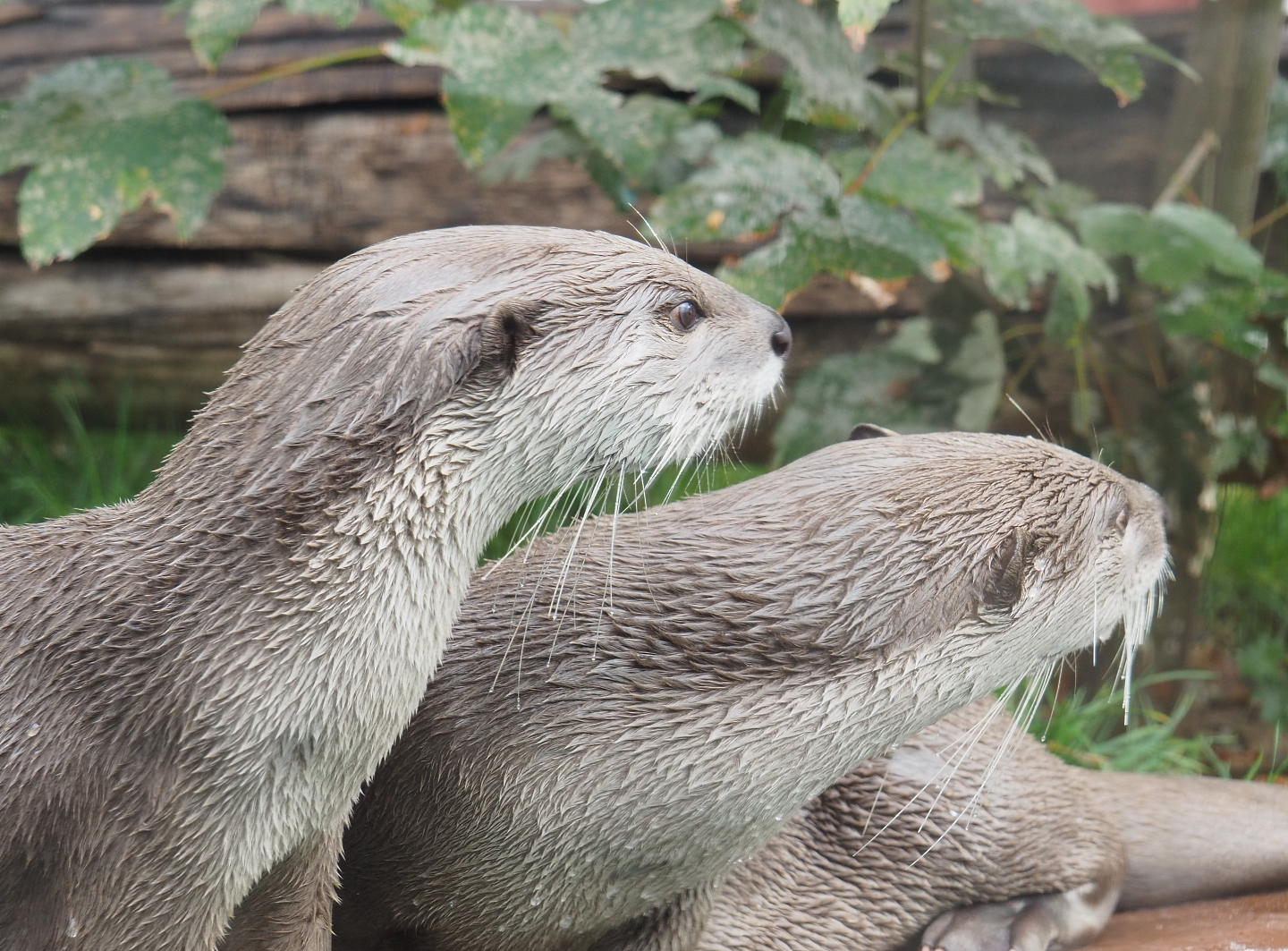 Indochinese smooth-coated otters (Lutrogale perspicillata perspicillata), 2022-09-15