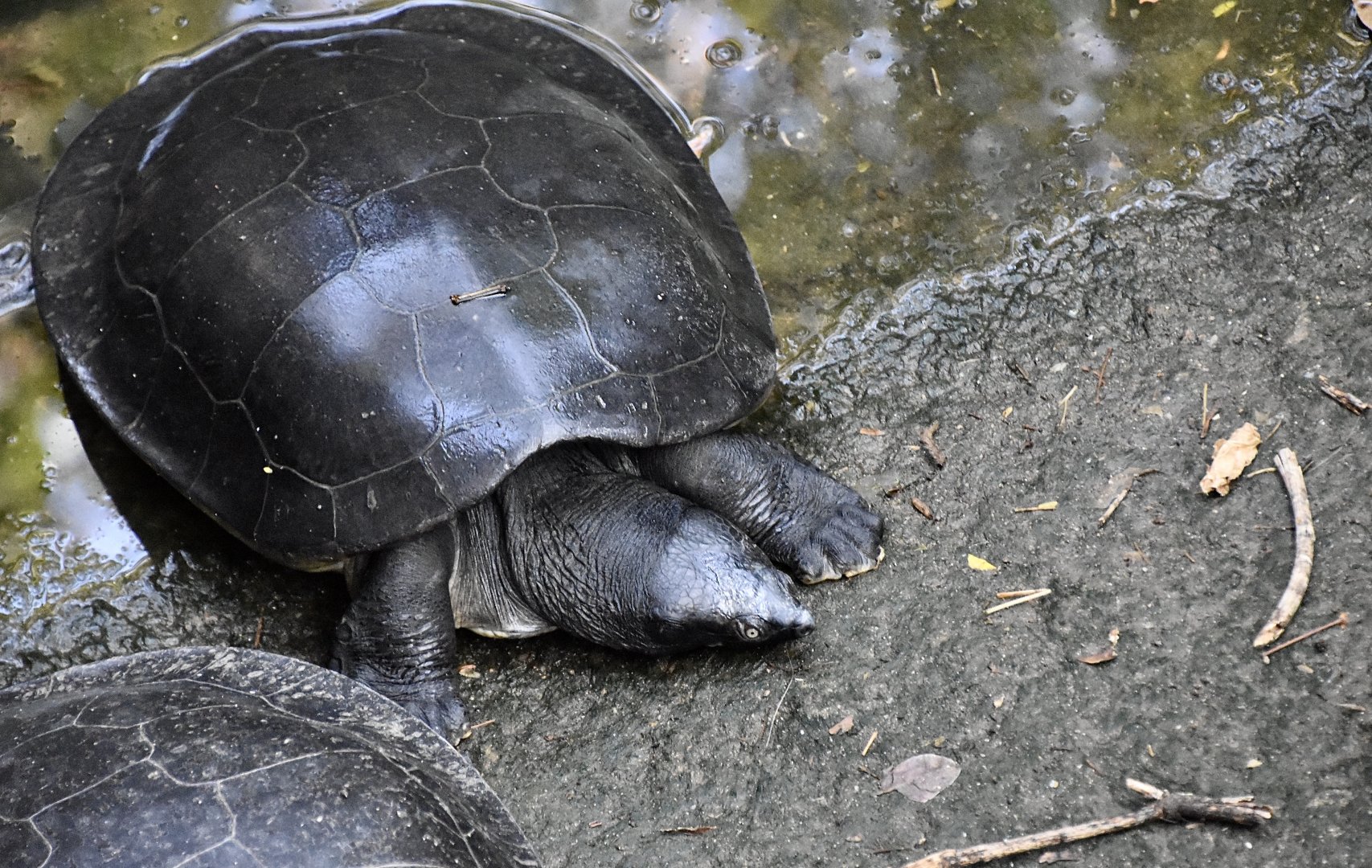 Indochinese Southern River Terrapin (Batagur affinis edwardmolli)