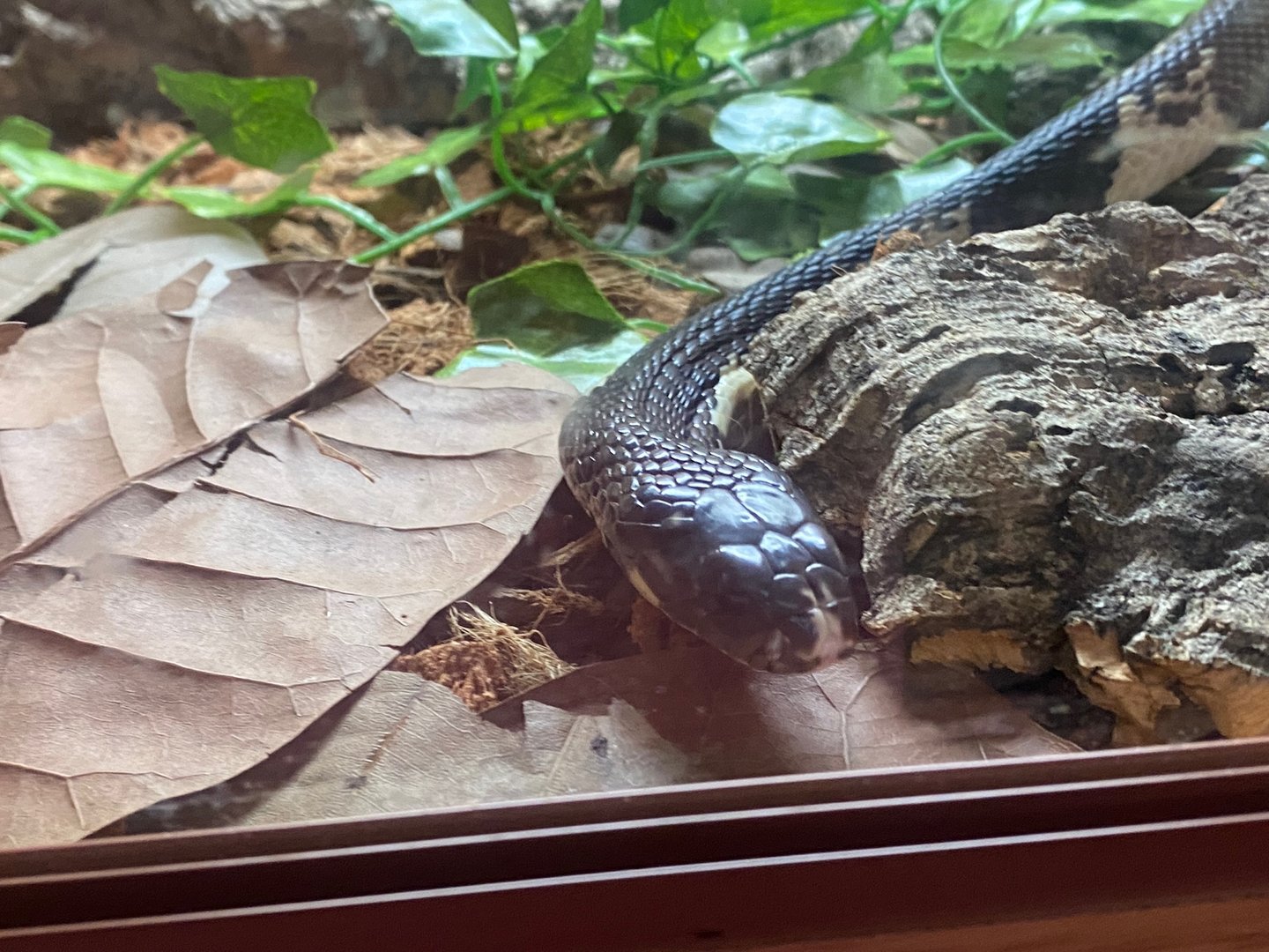 Indochinese spitting cobra (Crocs R Us, Bristol) 040923