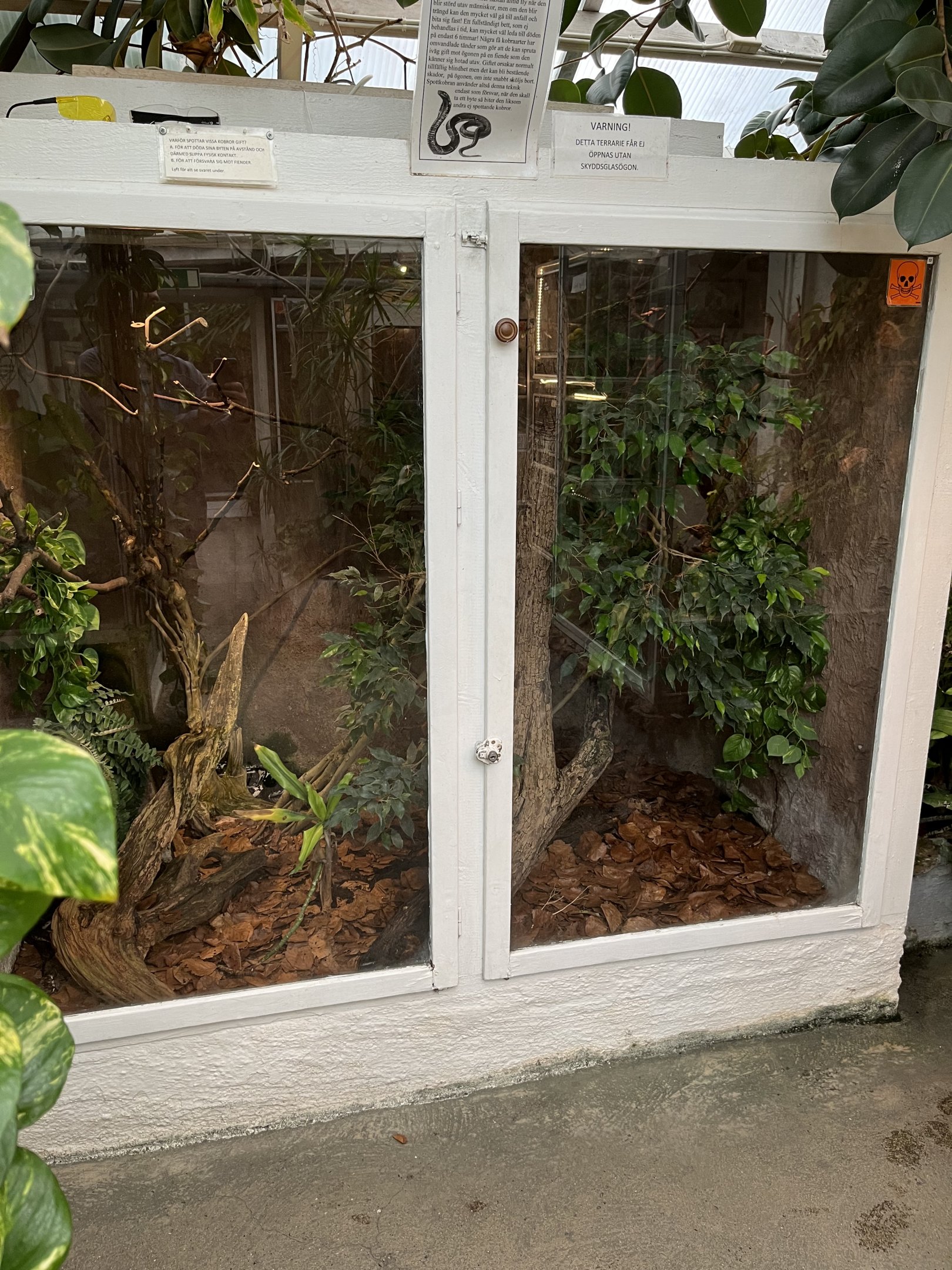 Indochinese Spitting Cobra Exhibit