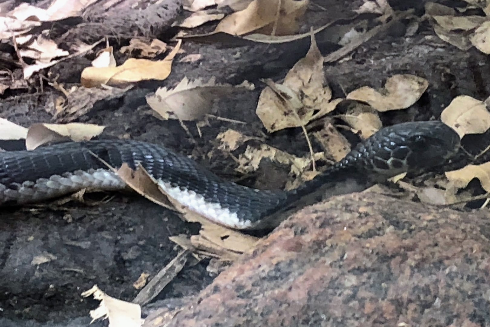Indochinese Spitting Cobra (Naja siamensis)