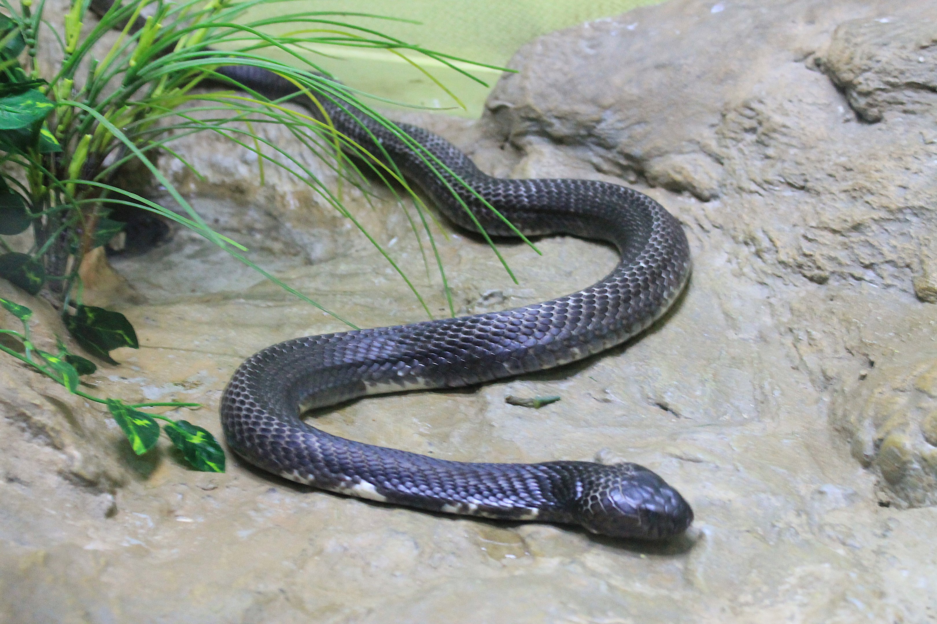 Indochinese Spitting Cobra (Naja siamensis)