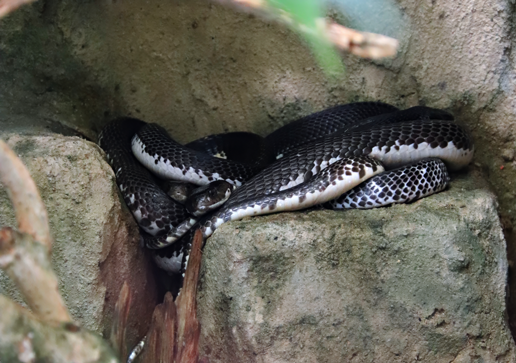 Indochinese spitting cobra (Naja siamensis)