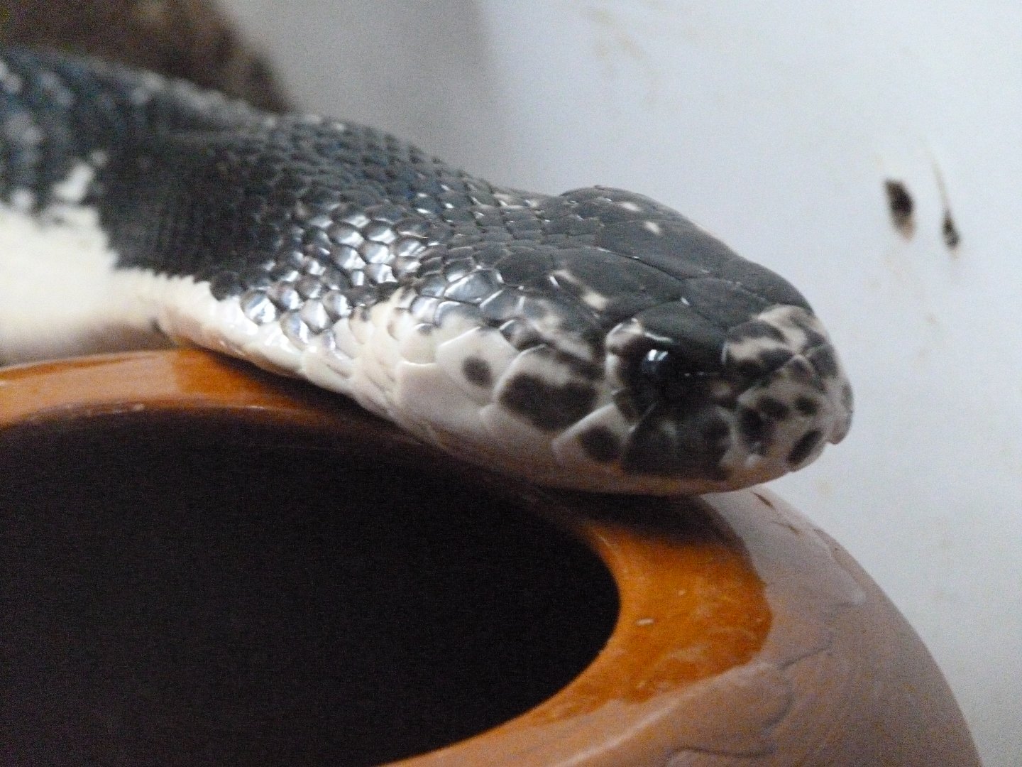 Indochinese spitting cobra -Parque de la Naturaleza de Cabárceno (2025)
