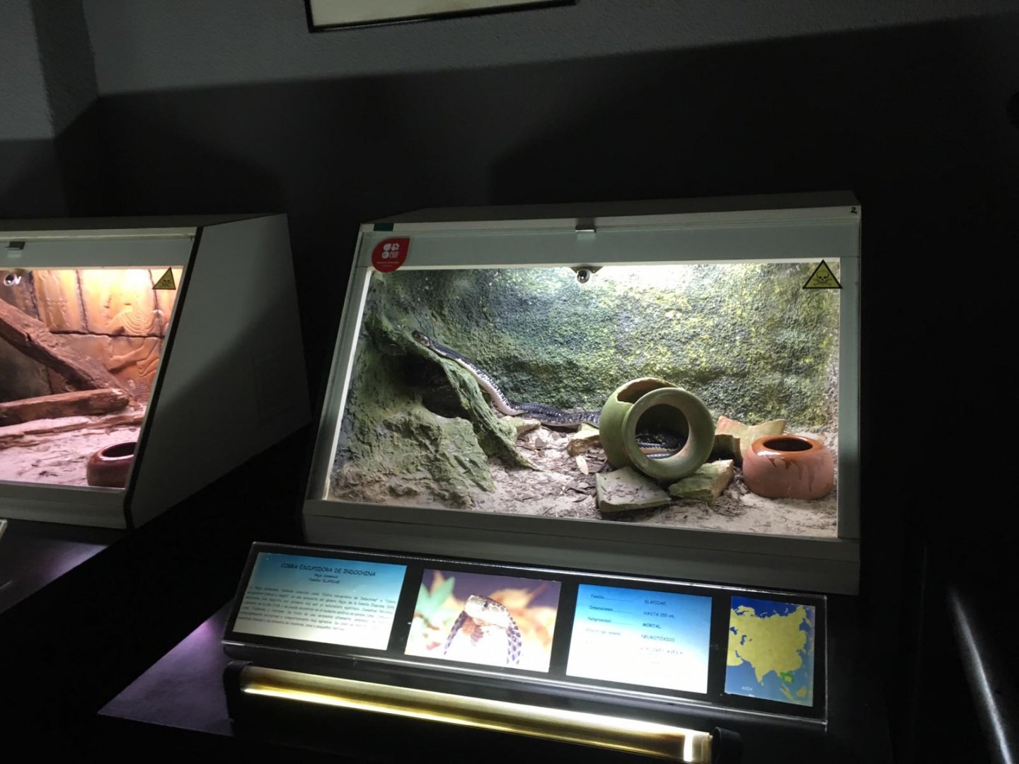 Indochinese spitting cobra terrarium-Cabarceno 2019