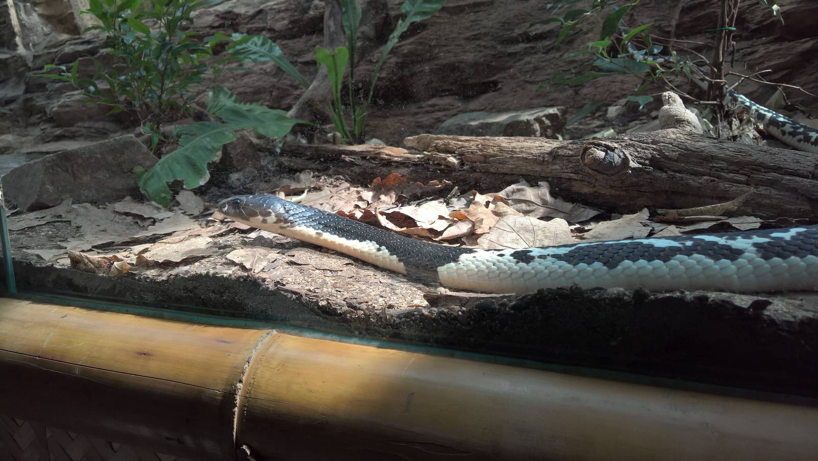 Indochinese spitting cobra