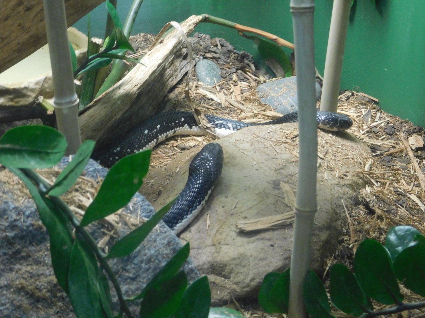 Indochinese Spitting Cobra