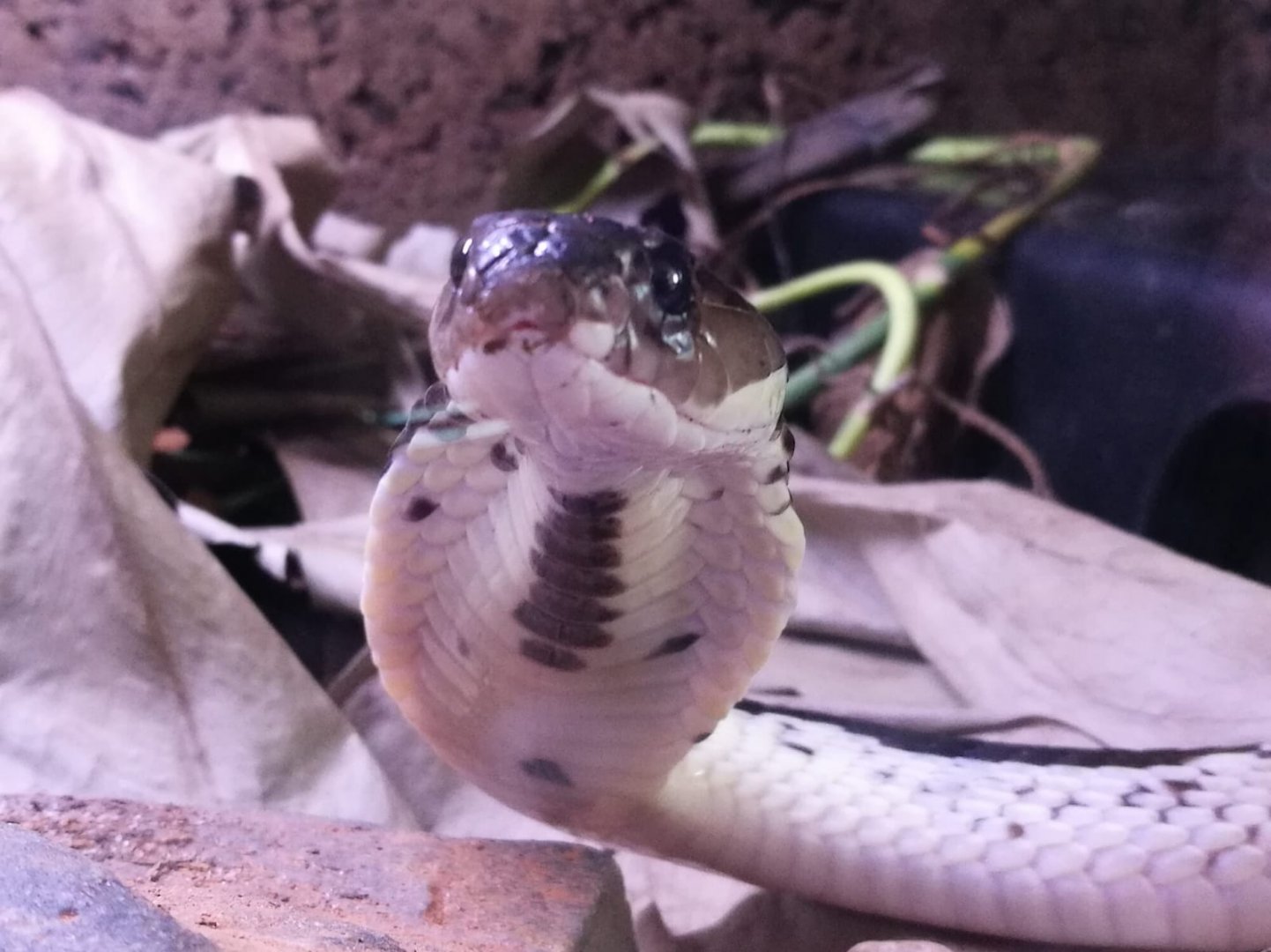 Indochinese Spitting Cobra