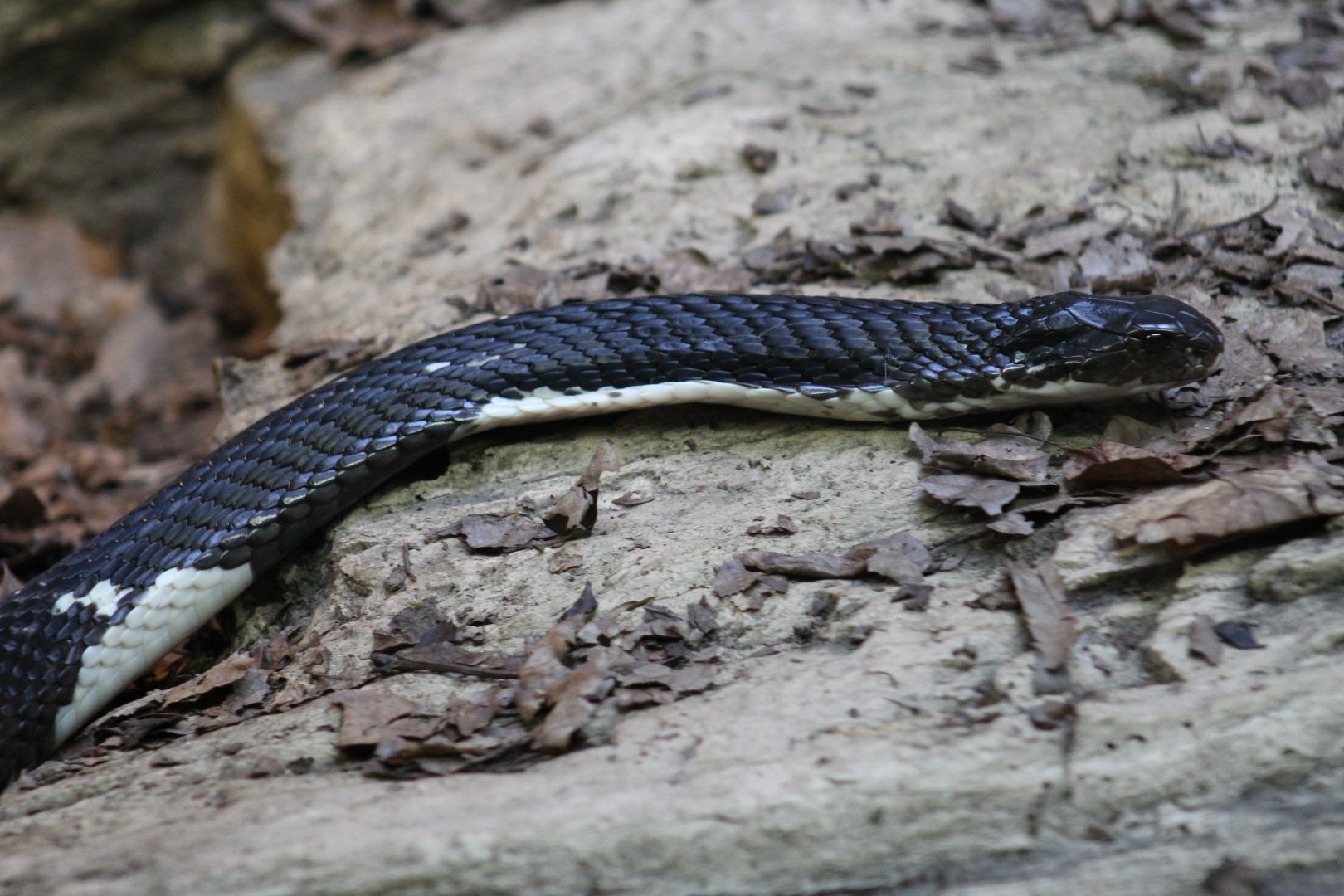 Indochinese Spitting Cobra