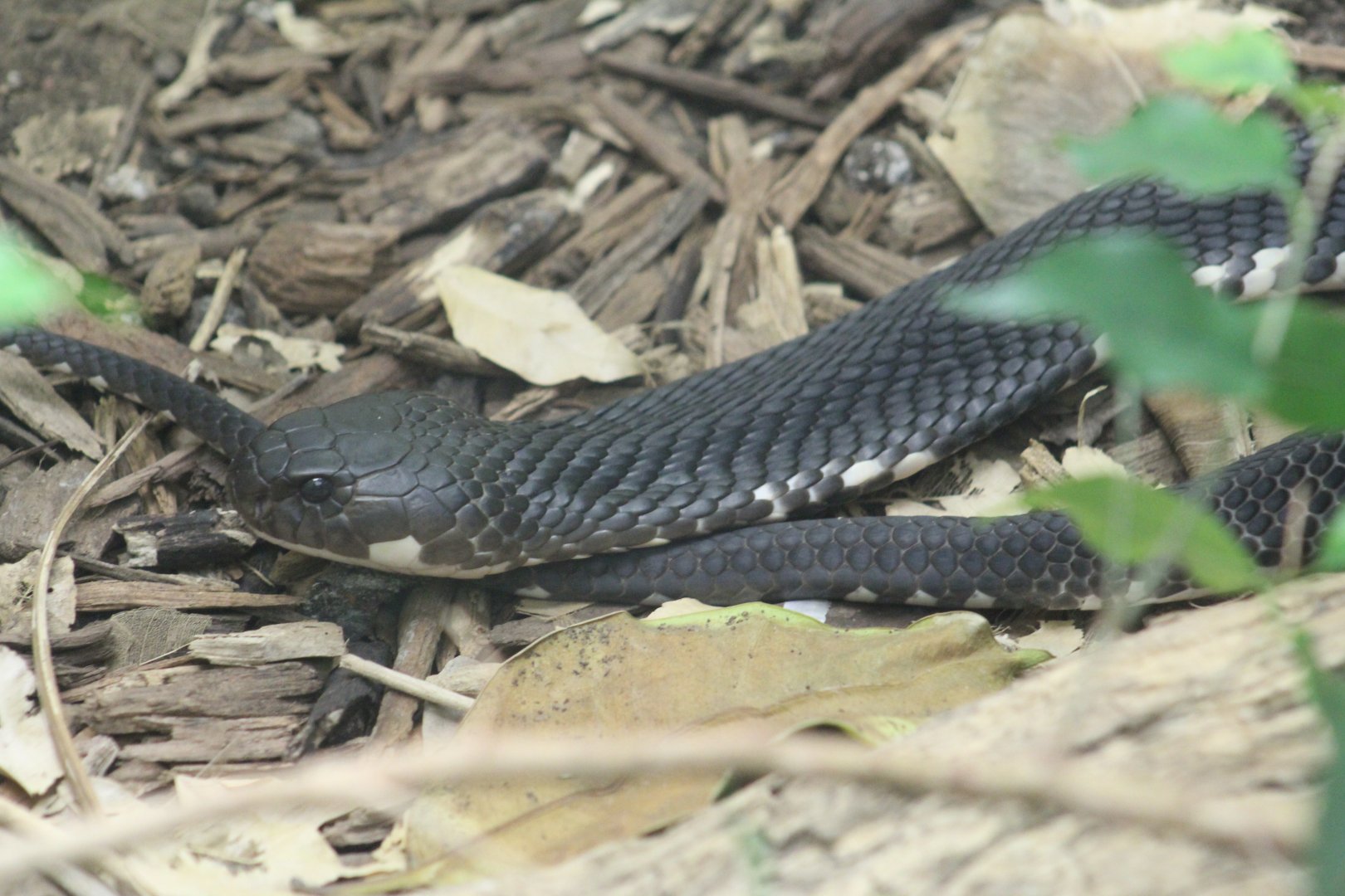 Indochinese Spitting Cobra