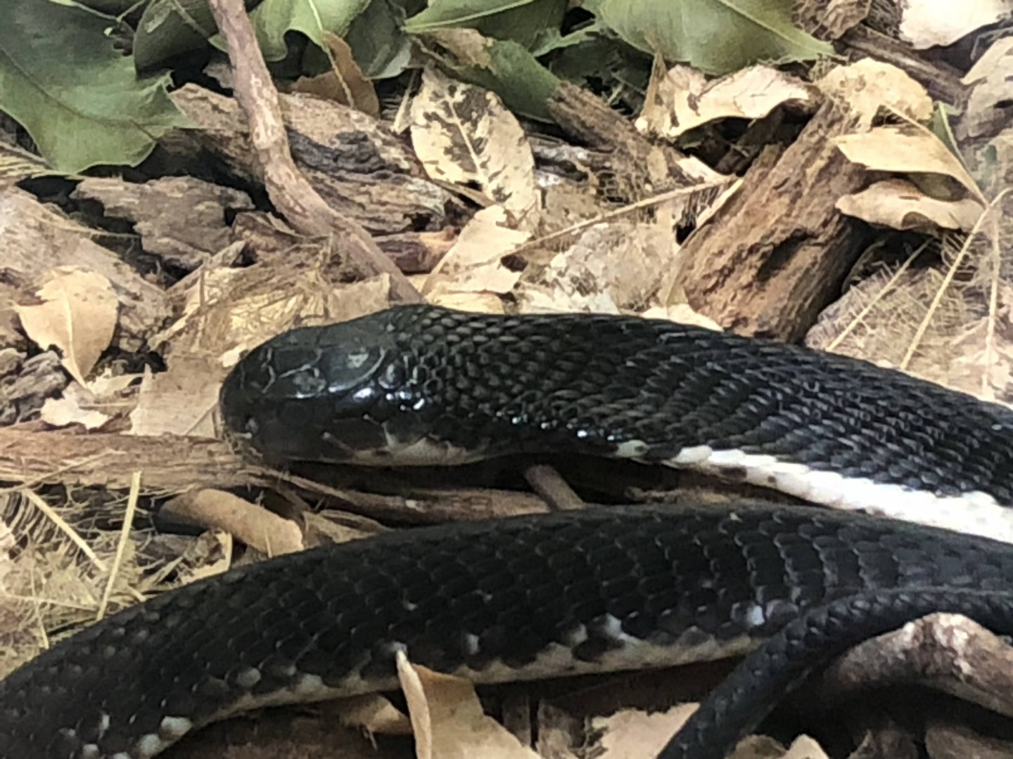 Indochinese Spitting Cobra
