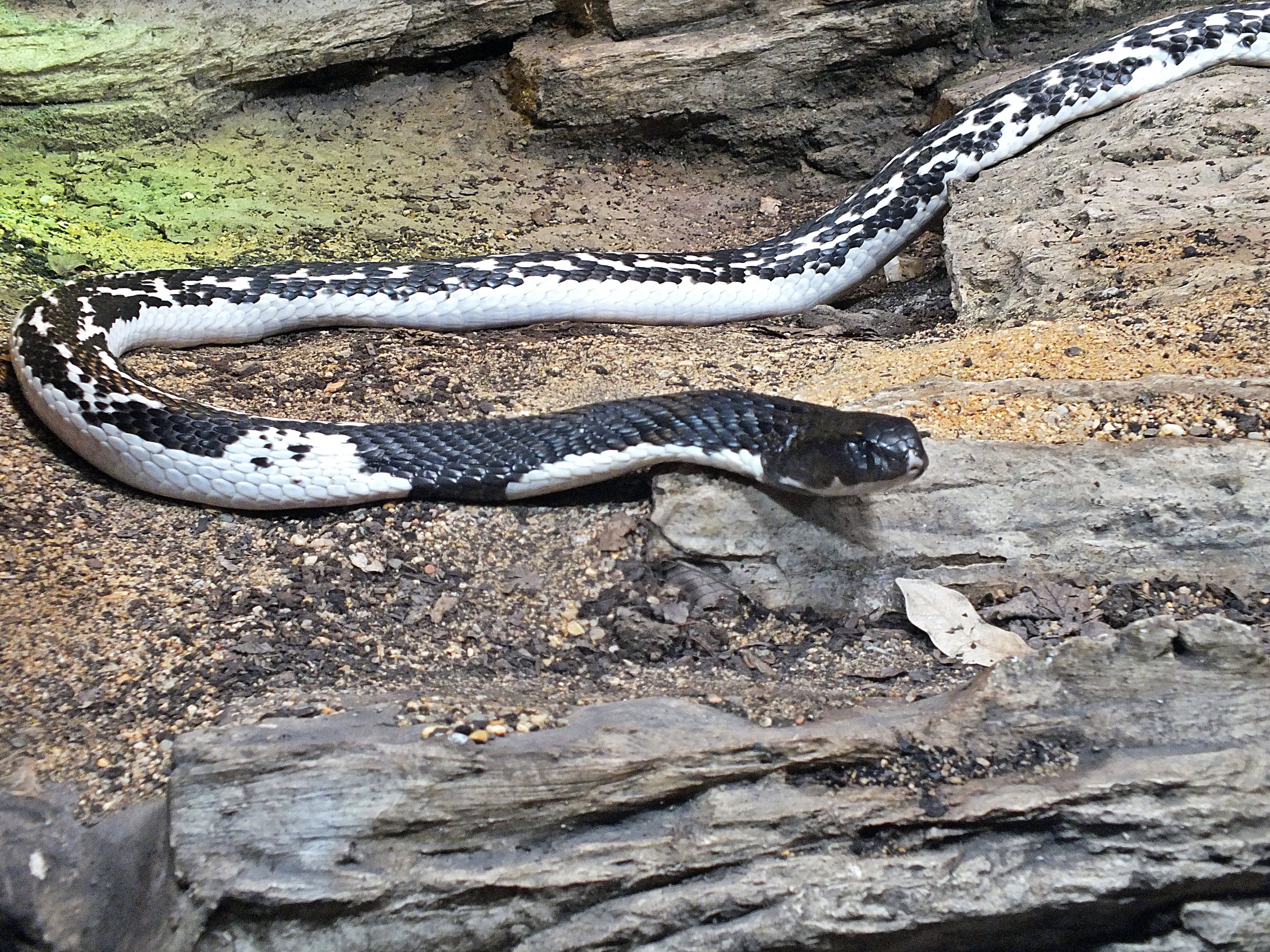 Indochinese spitting cobra