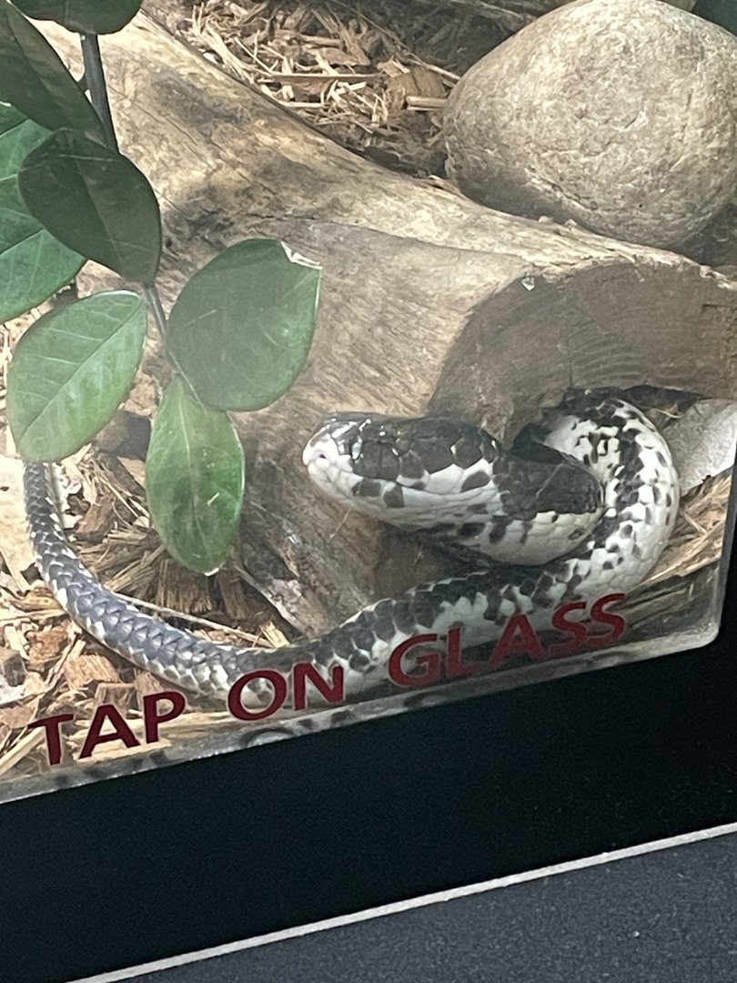 Indochinese Spitting Cobra