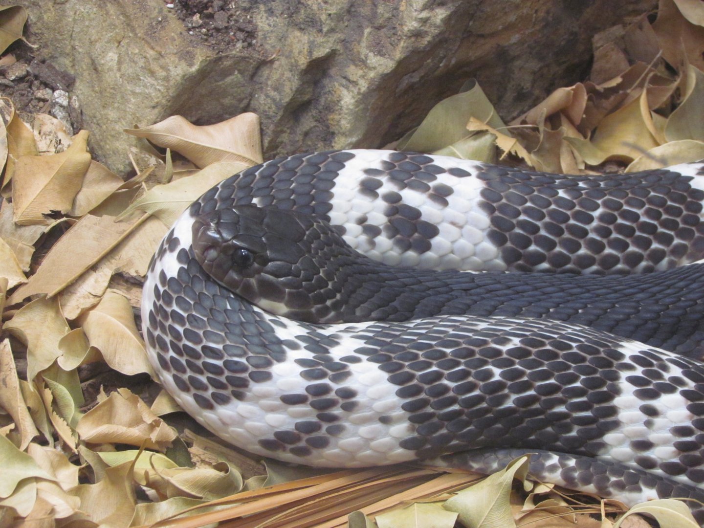 Indochinese Spitting Cobra