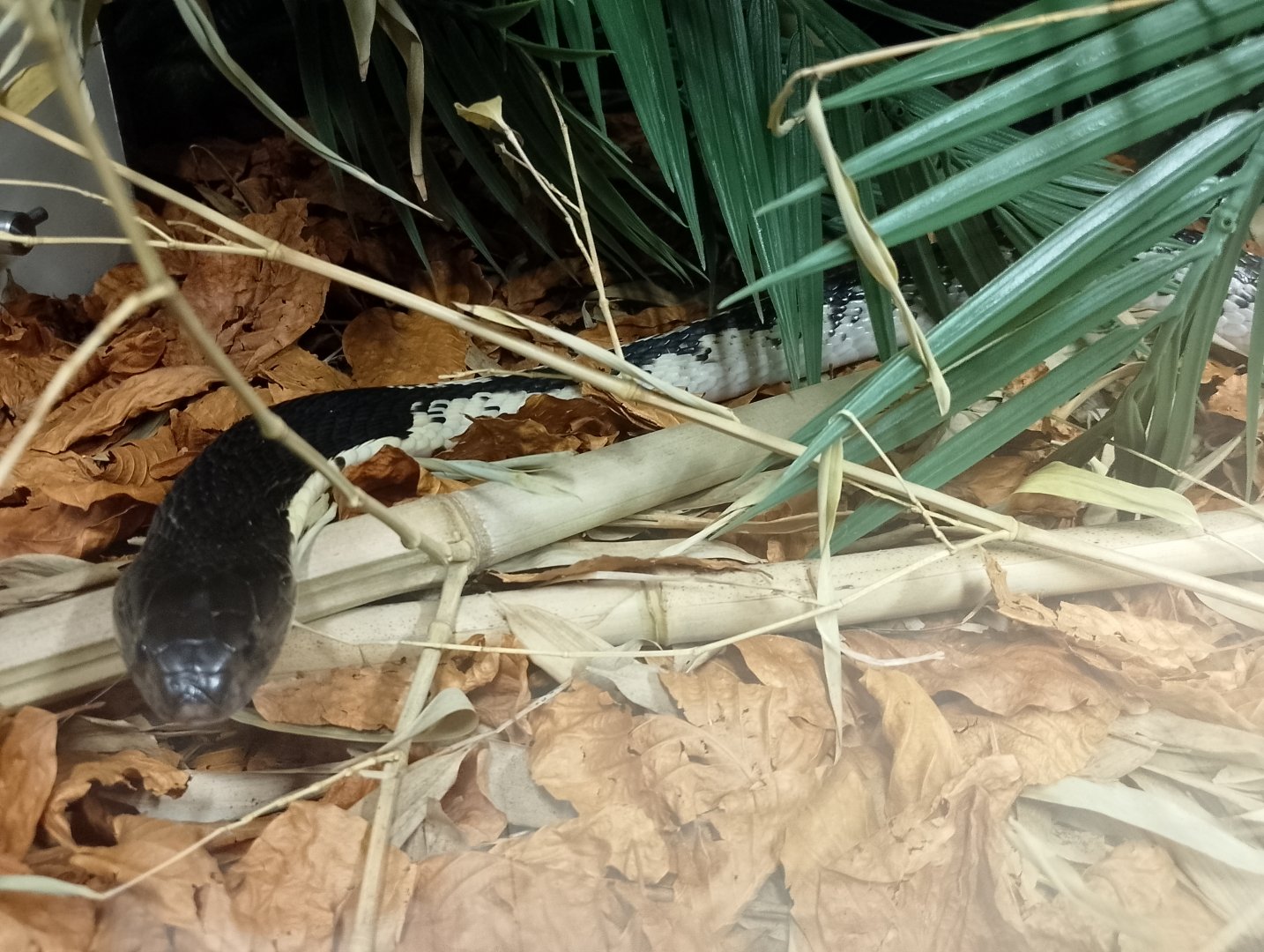 Indochinese spitting cobra