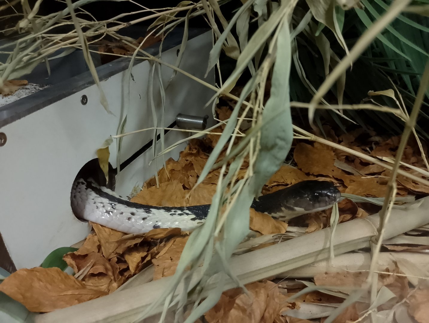 Indochinese spitting cobra