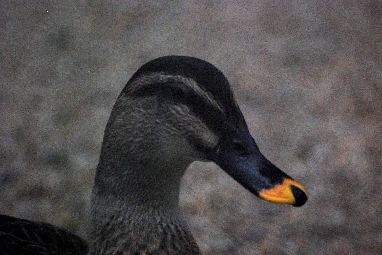 Indochinese Spot-billed Duck at Hanoi Zoo, 15/03/12