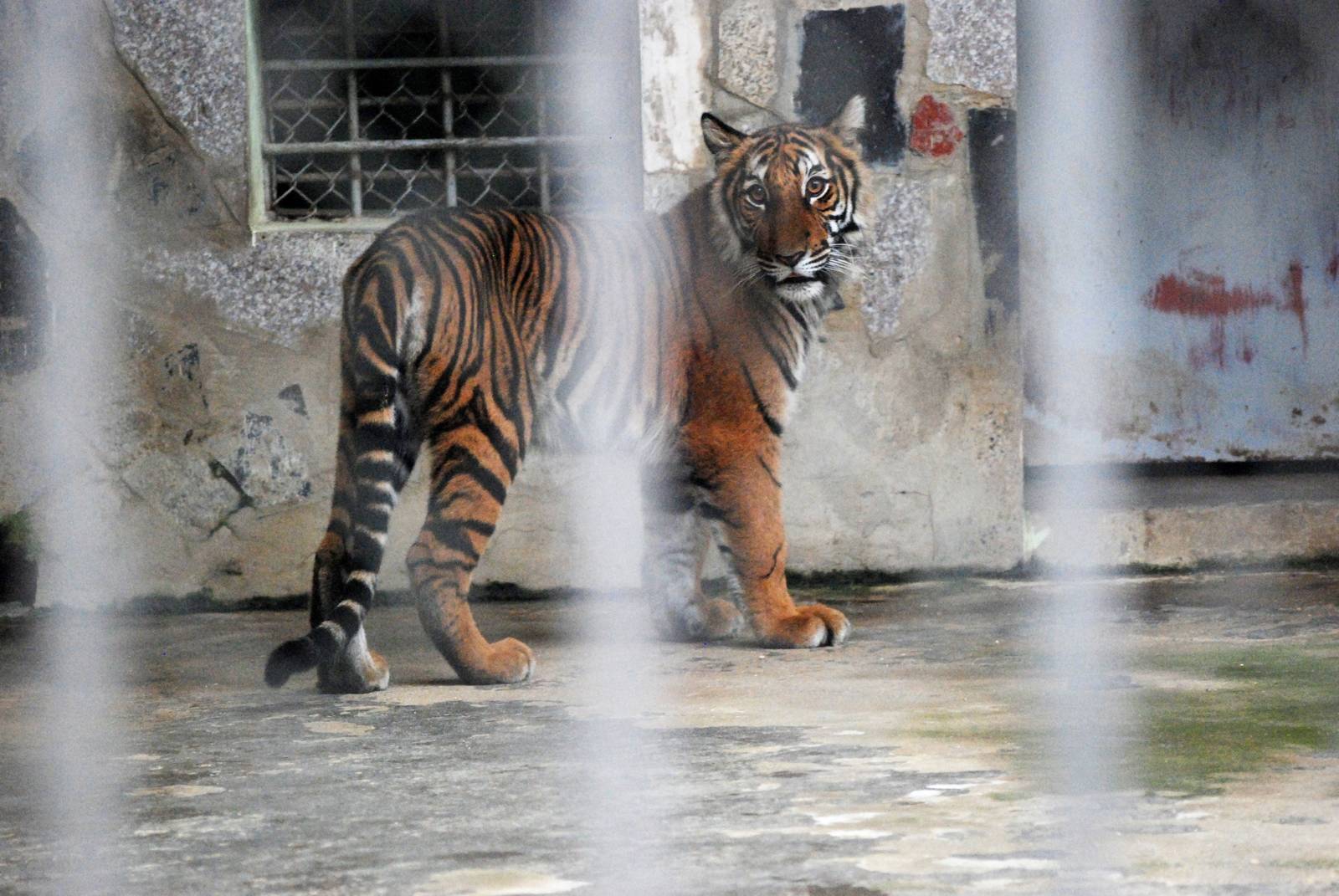 Indochinese Tiger at Hanoi Zoo, 15/03/12
