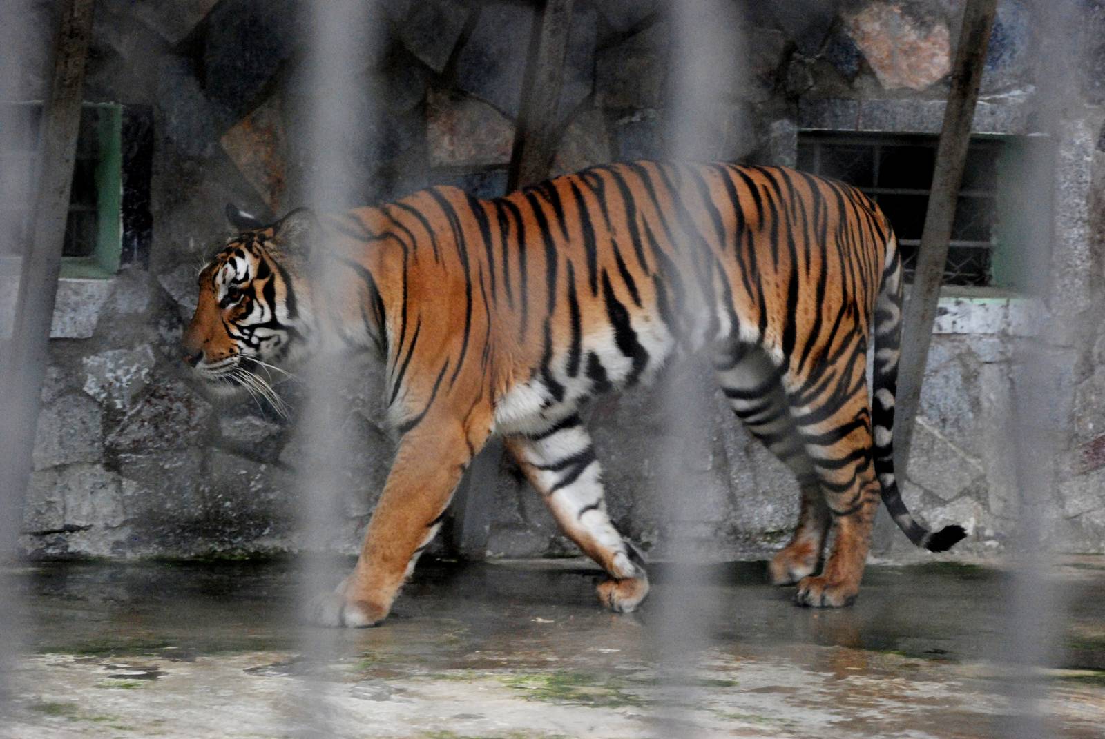 Indochinese Tiger at Hanoi Zoo, 15/03/12