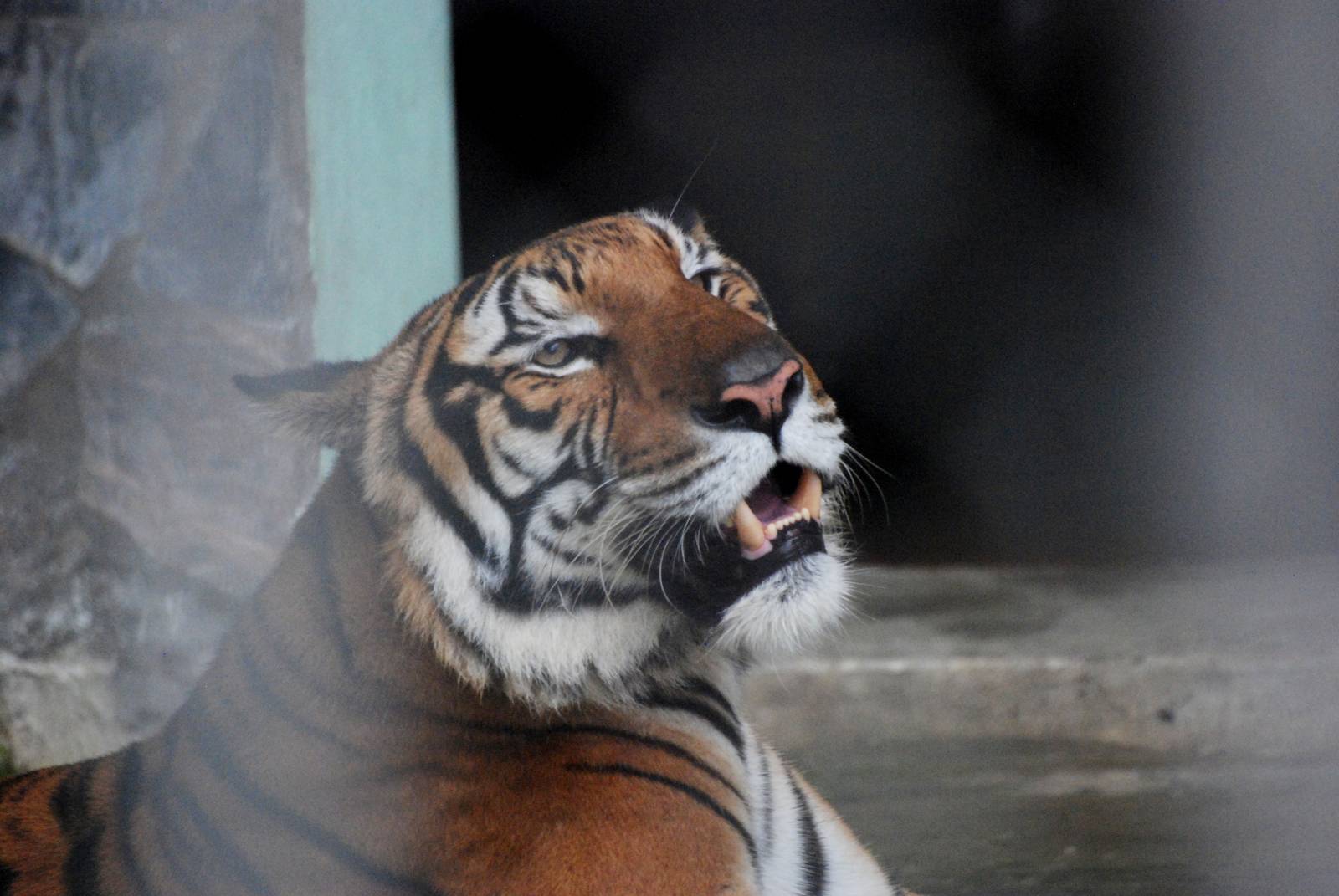 Indochinese Tiger at Hanoi Zoo, 15/03/12