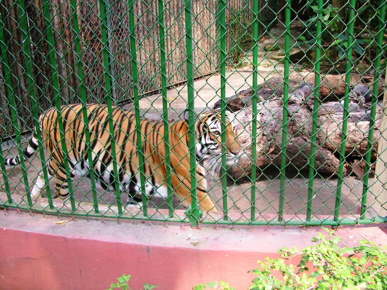 Indochinese Tiger at Saigon Zoo, 16/03/12