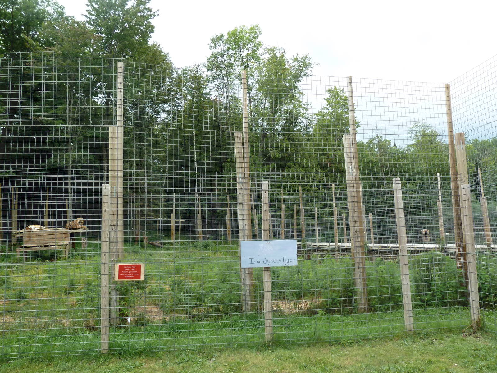 Indochinese Tiger + Bengal Tiger Exhibit