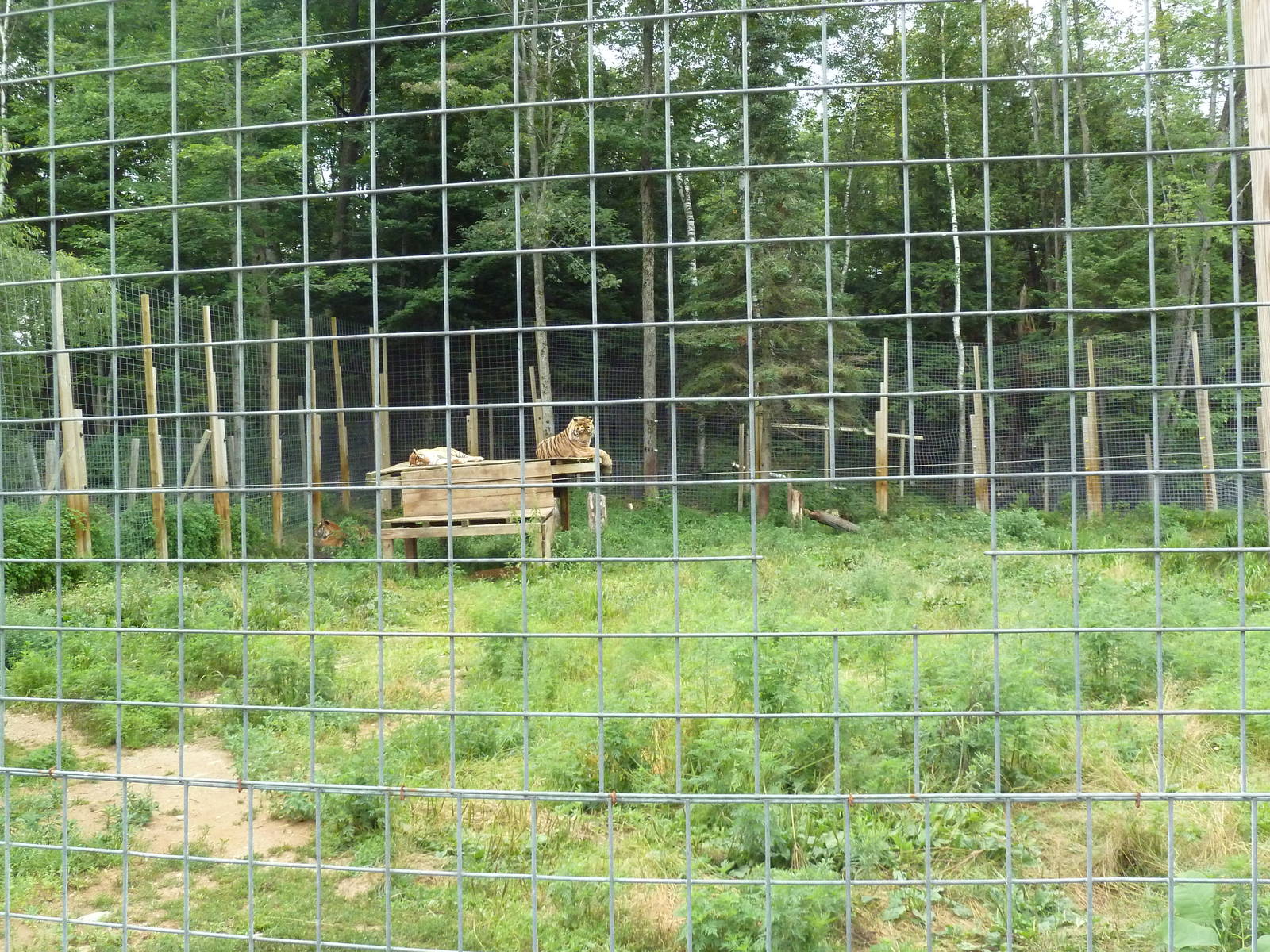 Indochinese Tiger + Bengal Tiger Exhibit
