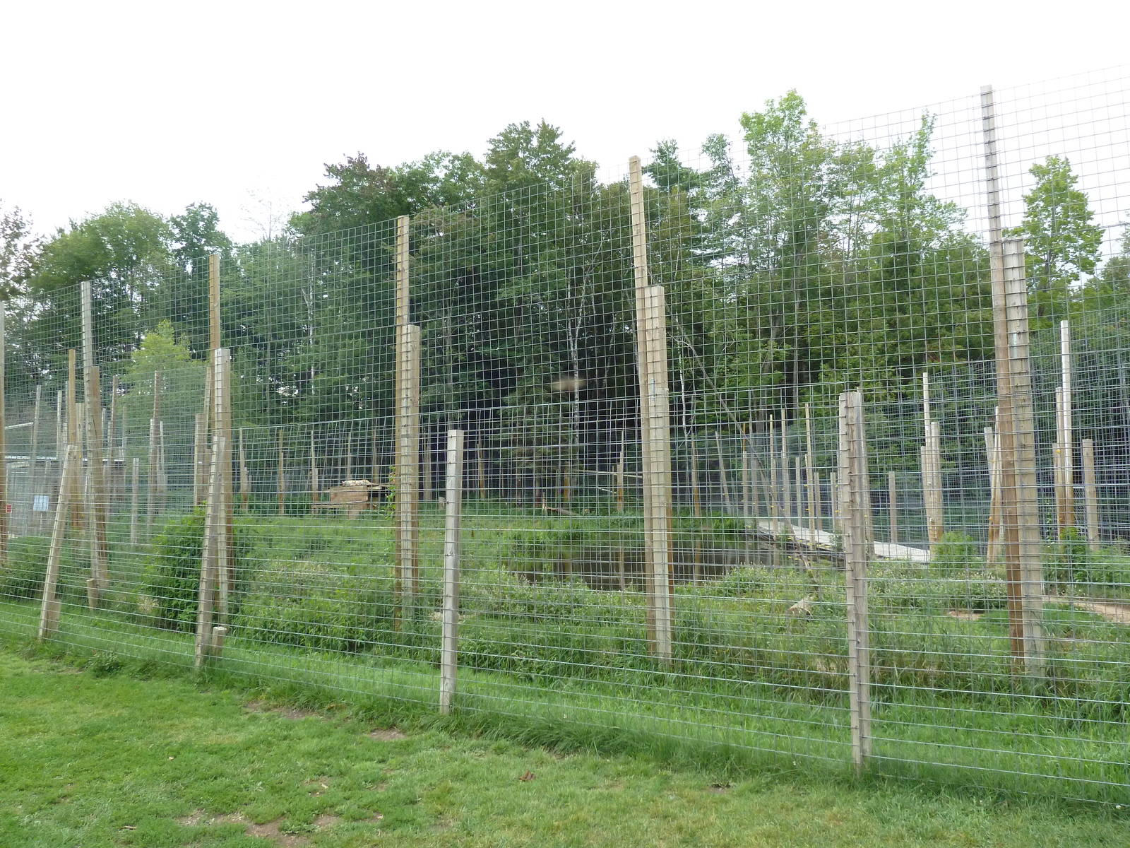 Indochinese Tiger + Bengal Tiger Exhibit