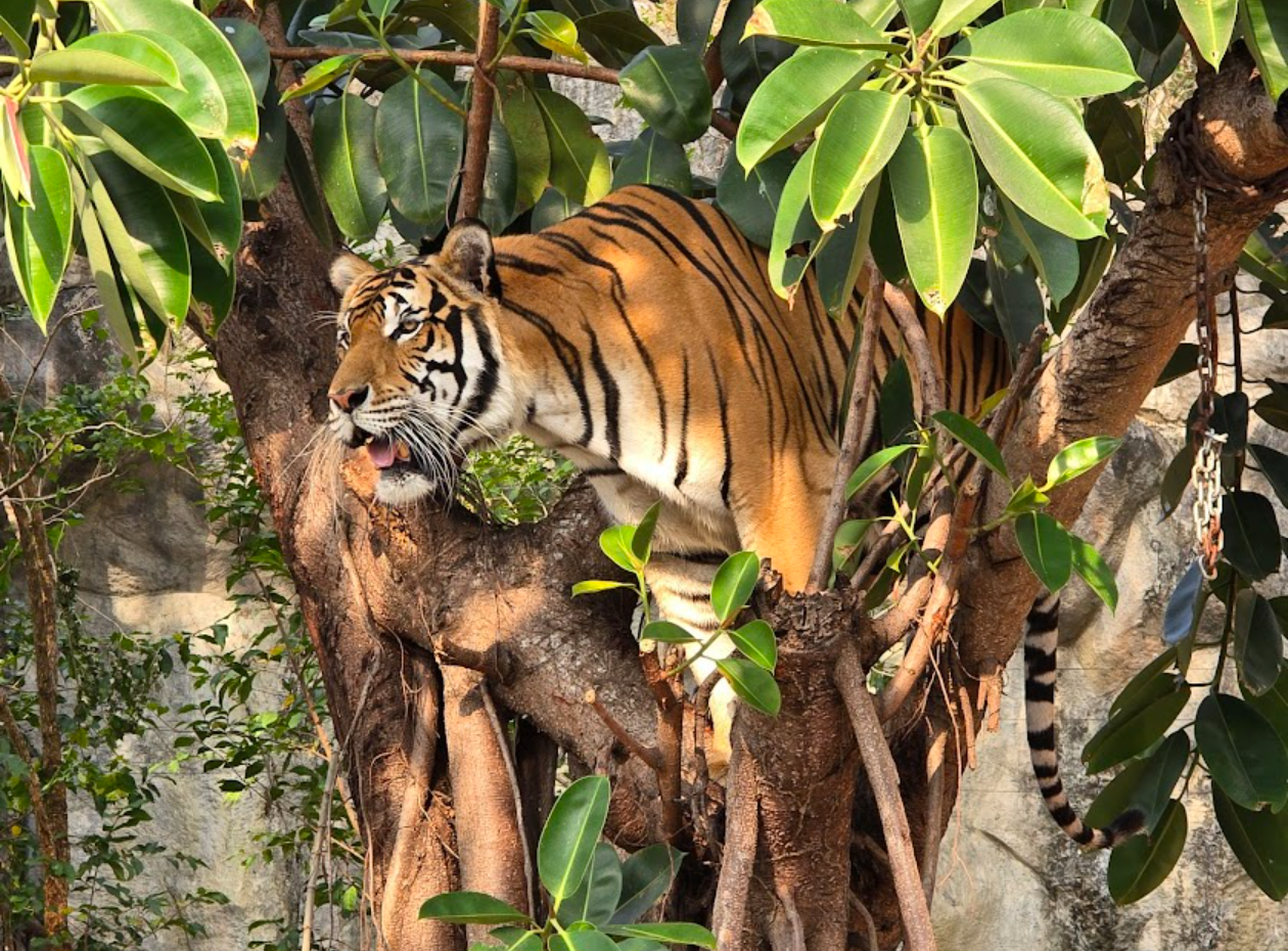 Indochinese tiger Climb a tree