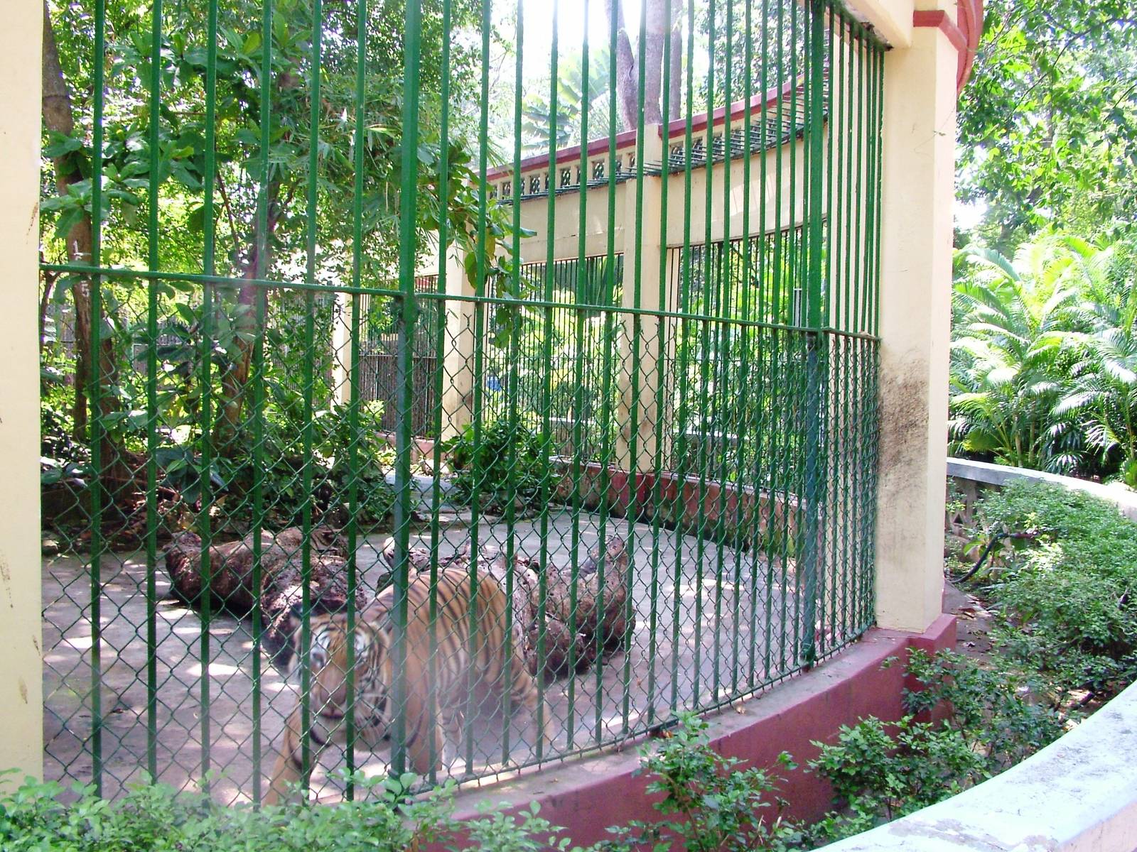 Indochinese Tiger Exhibit at Saigon Zoo, 16/03/12