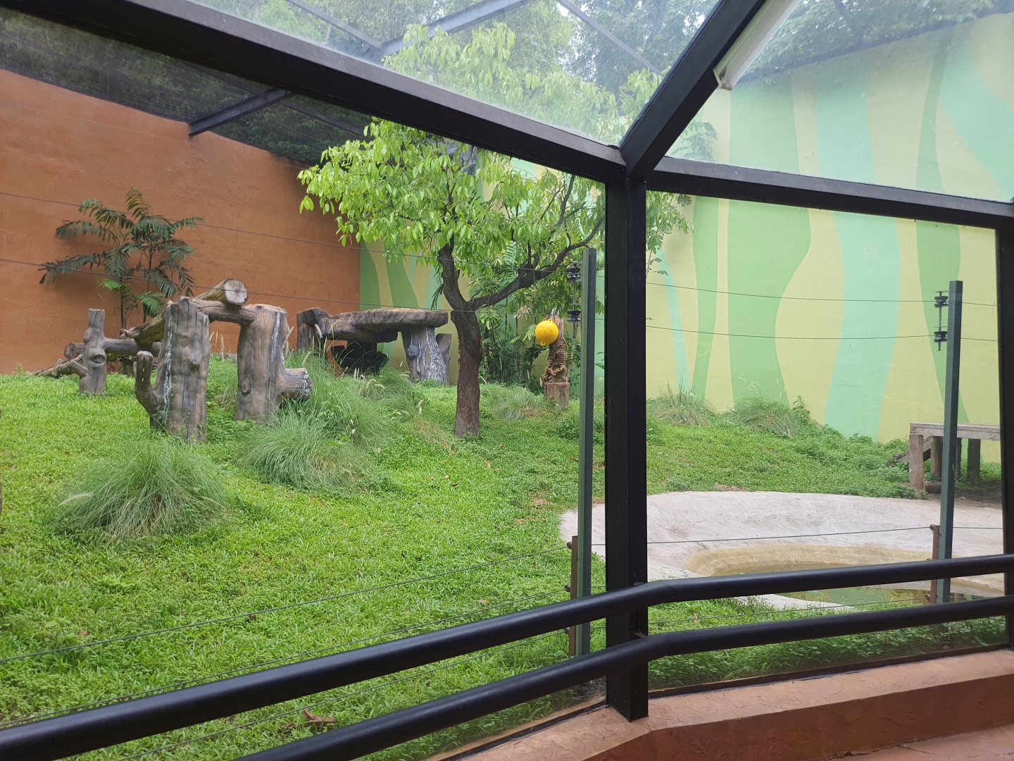 Indochinese Tiger exhibit- Cat Complex