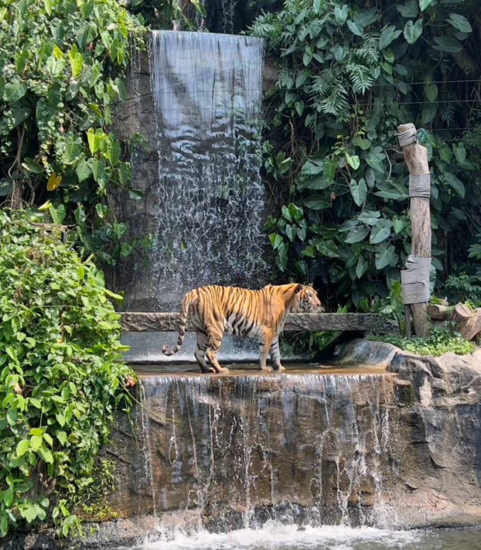 Indochinese tiger exhibit