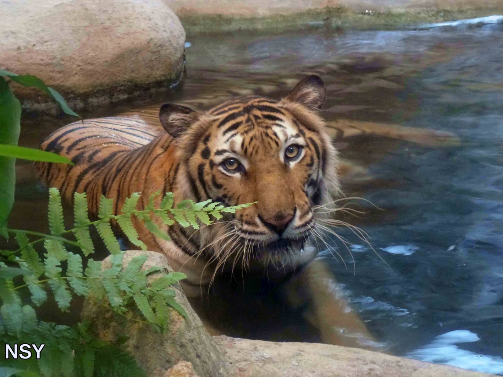Indochinese tiger, June 2013.