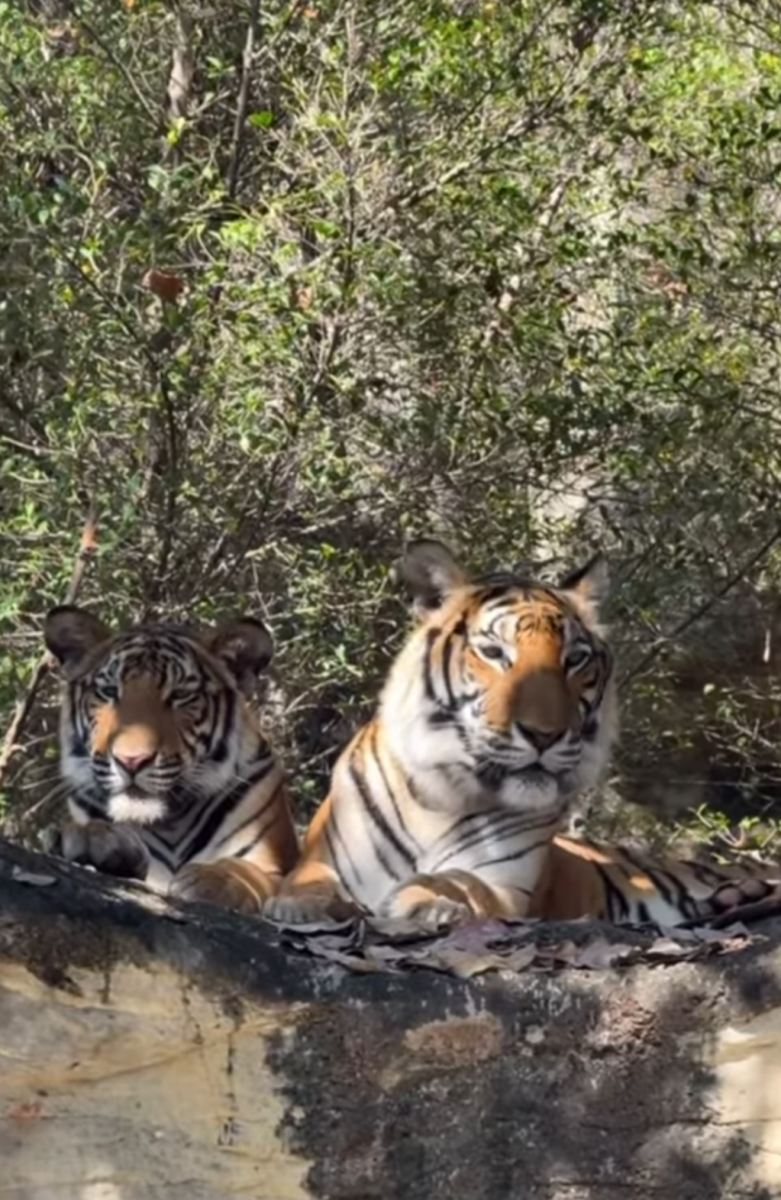 Indochinese tiger mother and cub