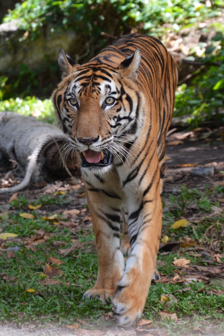 Indochinese tiger (Panthera tigris "corbetti")