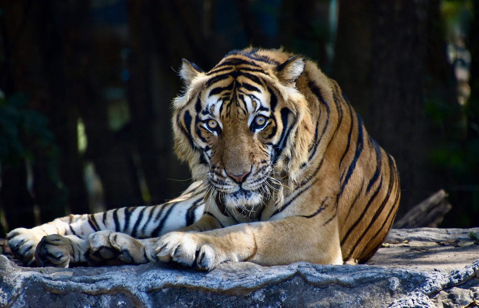 Indochinese Tiger (Panthera tigris corbetti)