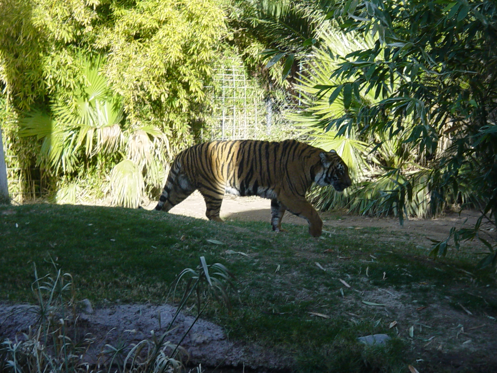 Indochinese Tiger - Reid Park Zoo