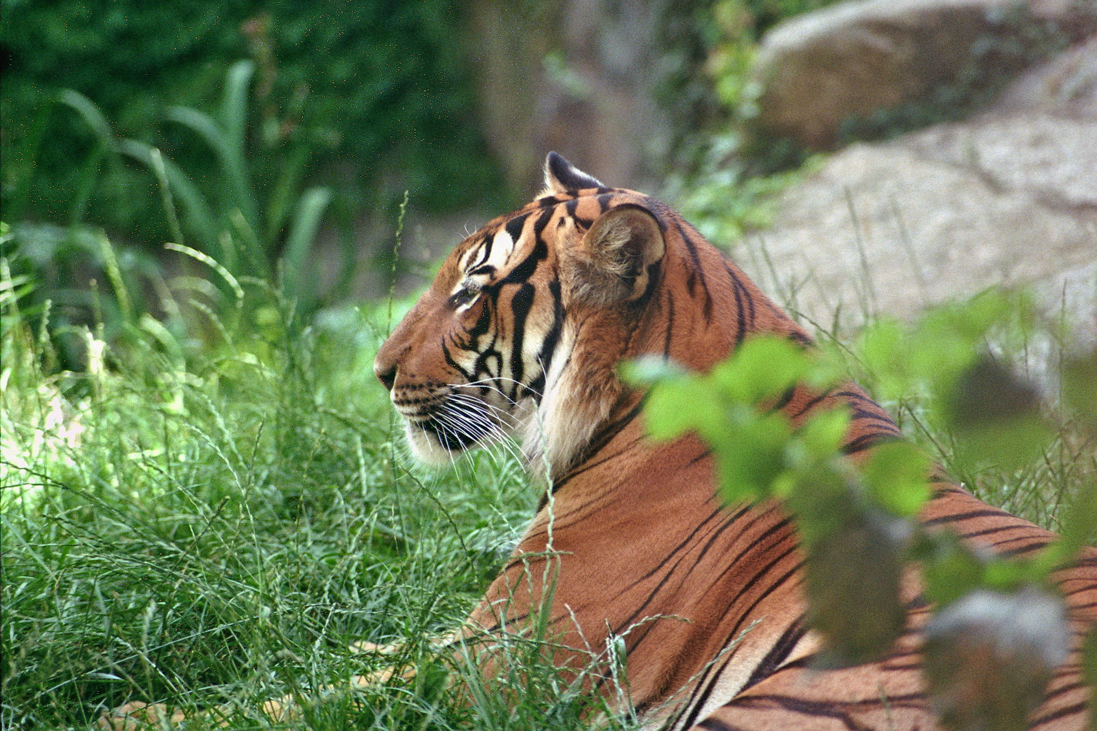 Indochinese Tiger