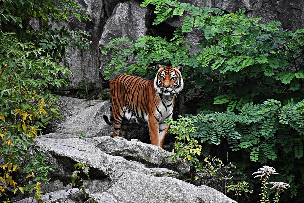 Indochinese tiger