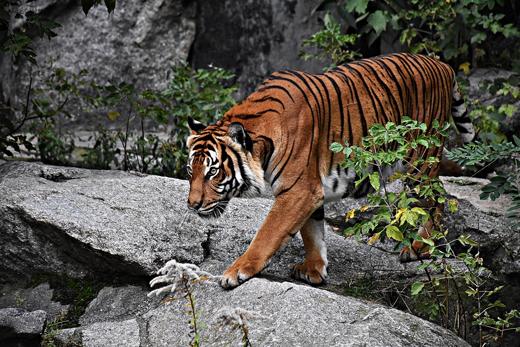 Indochinese tiger