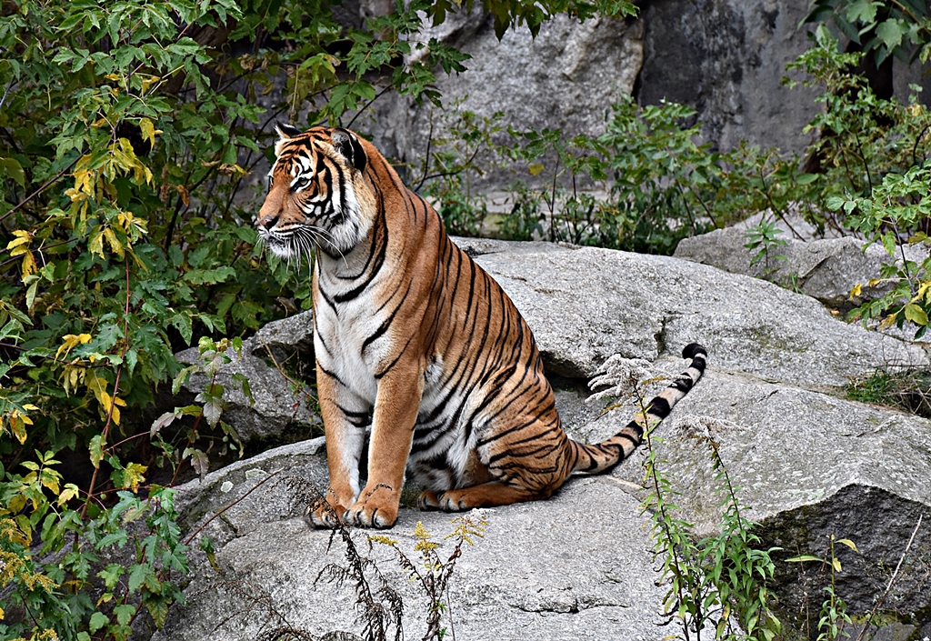 Indochinese tiger