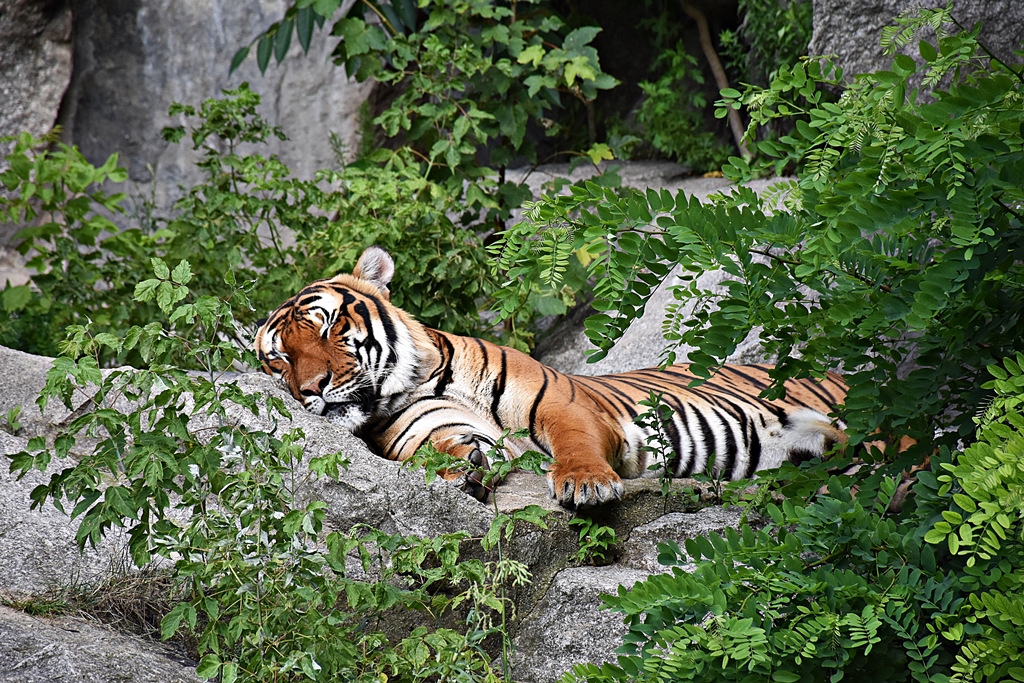 Indochinese tiger