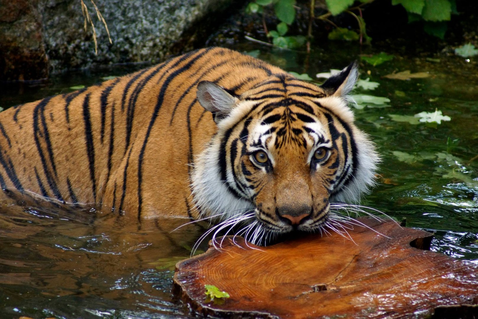 Indochinese Tiger