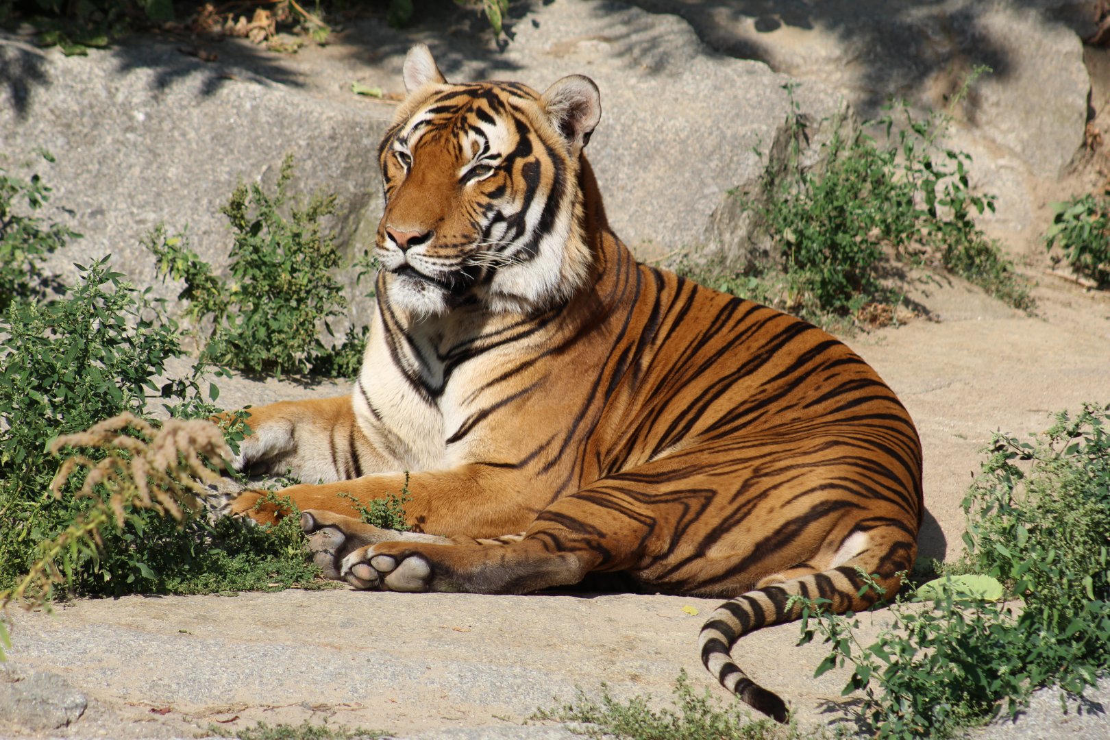 "Indochinese" Tiger