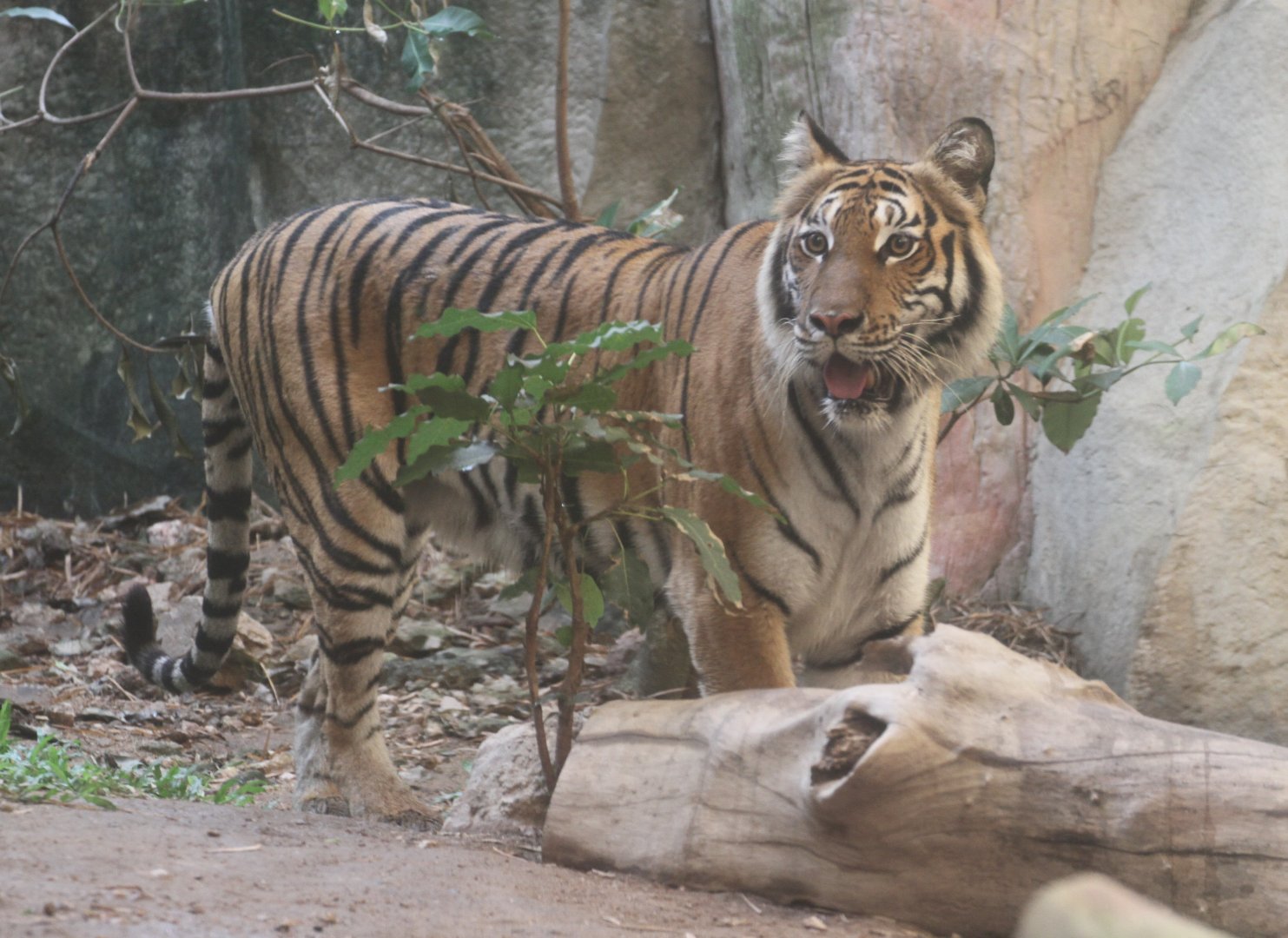 Indochinese Tiger