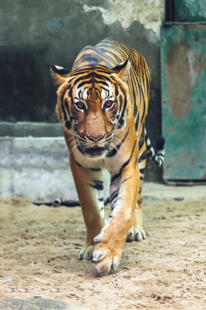 Indochinese tiger
